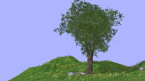The tree preview image